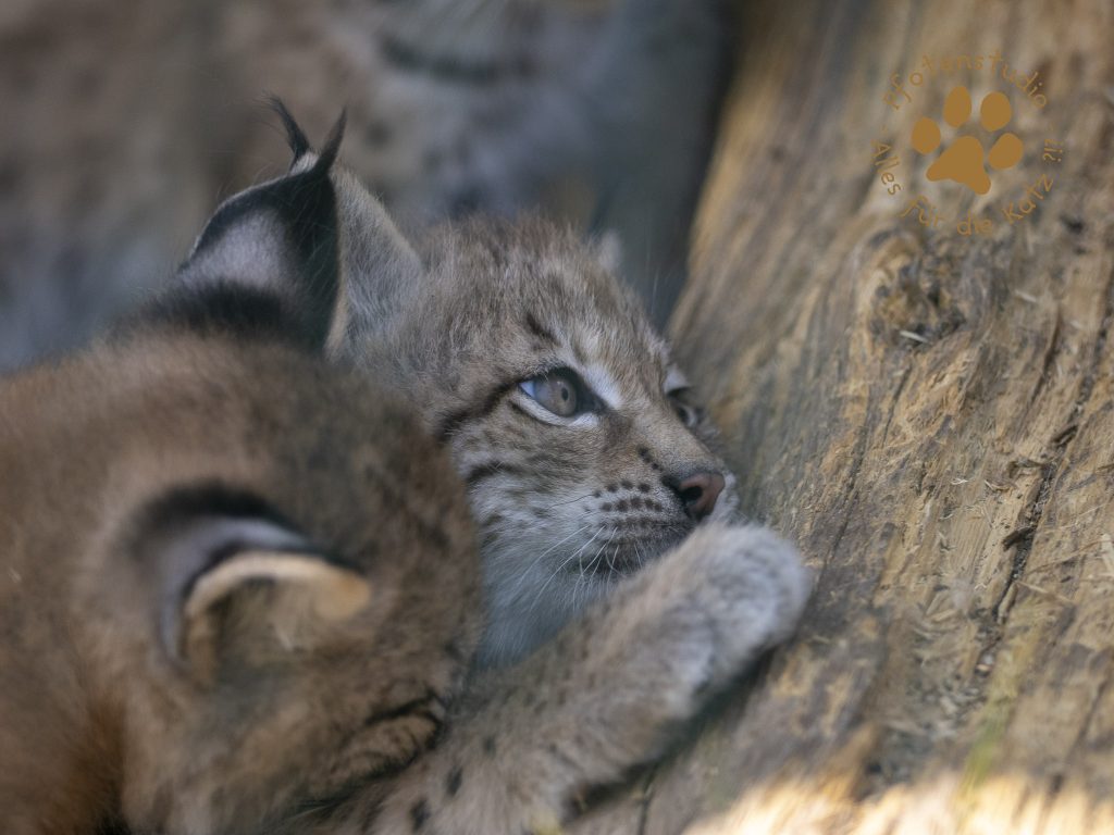 Europ_ischer_Luchs_6160308