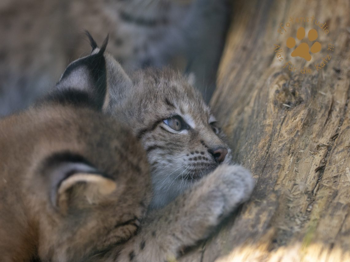 Europ_ischer_Luchs_6160308