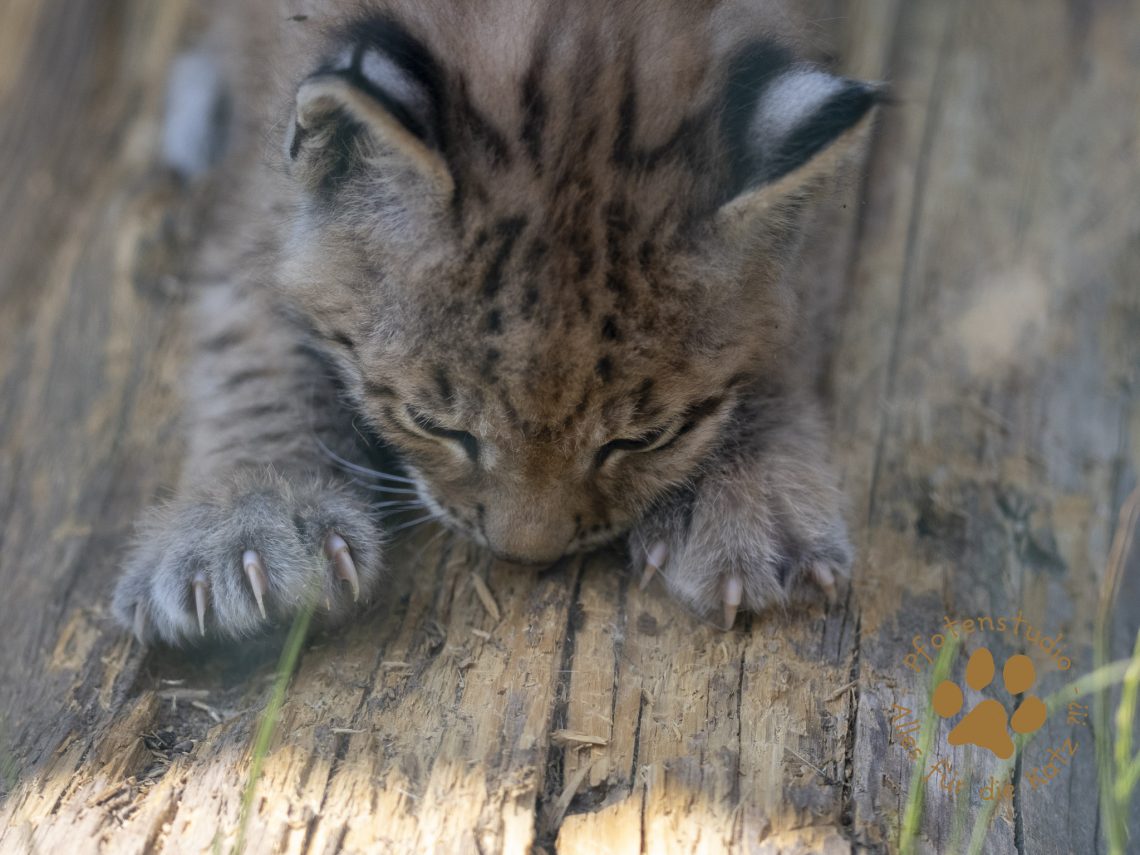 Europ_ischer_Luchs_6160312
