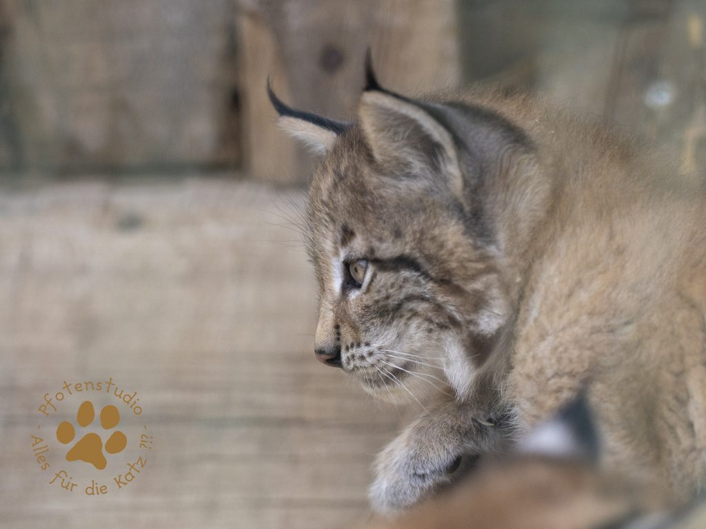 Europ_ischer_Luchs_6160328
