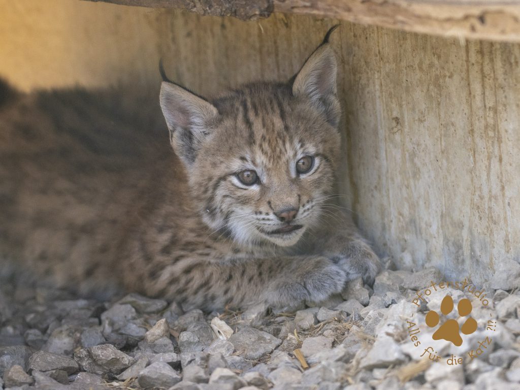Europ_ischer_Luchs_6160379