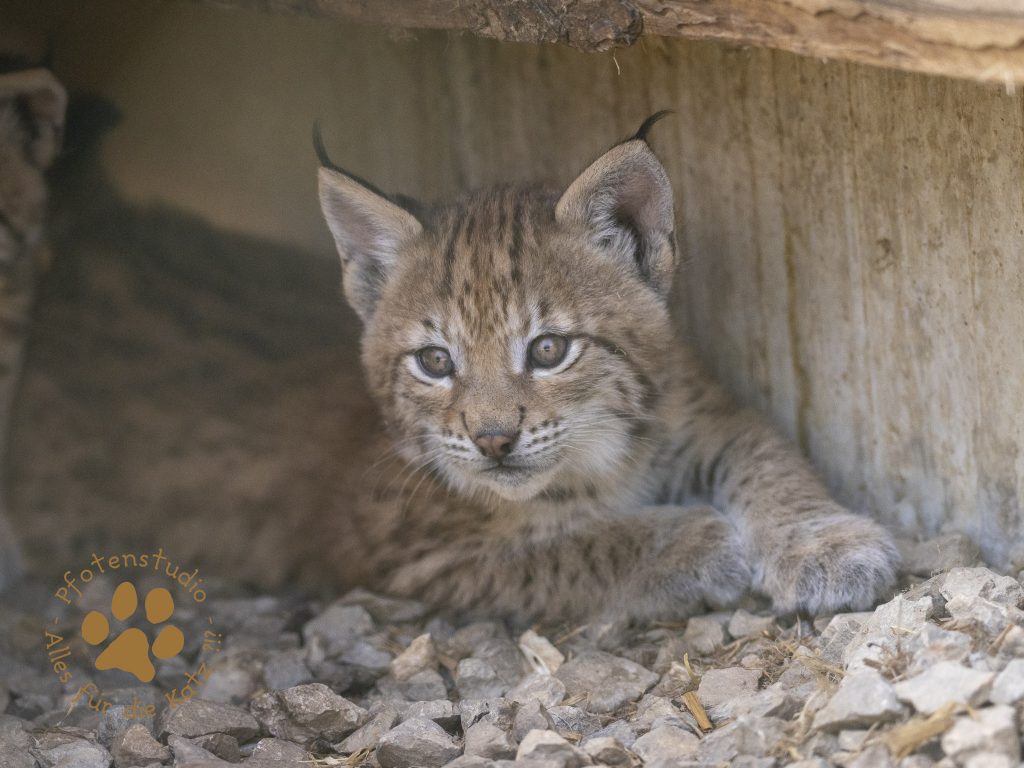 Europ_ischer_Luchs_6160384