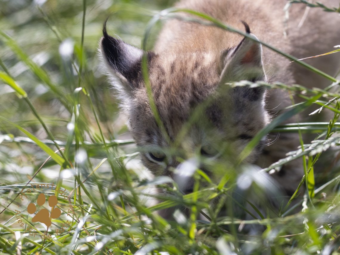 Europ_ischer_Luchs_6160399