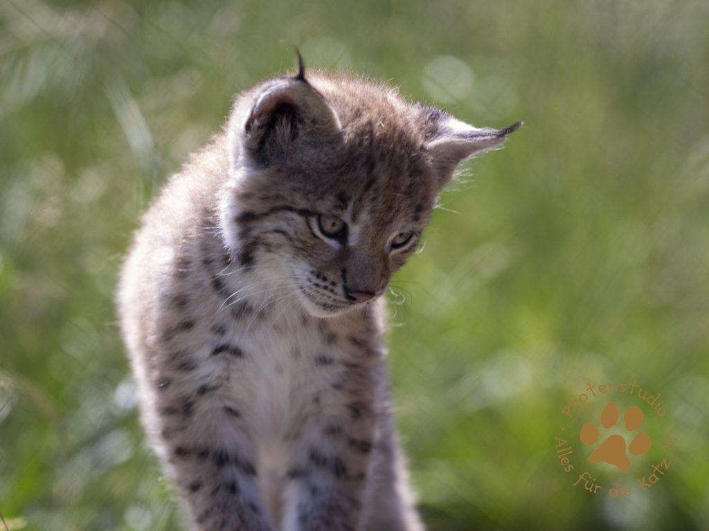 Europ_ischer_Luchs_6160414