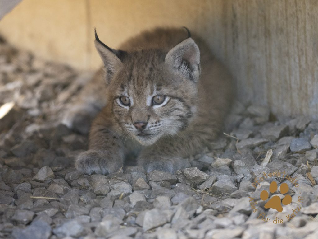 Europ_ischer_Luchs_6160420