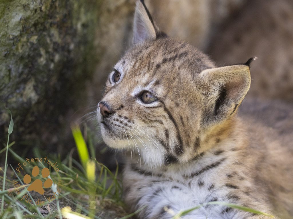 Europ_ischer_Luchs_6160437