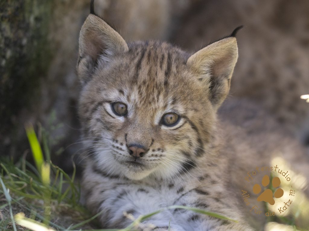 Europ_ischer_Luchs_6160438