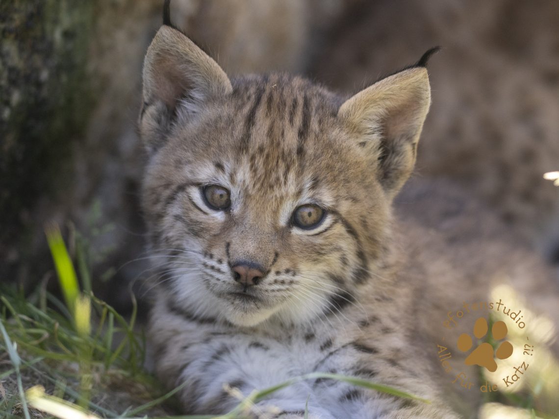 Europ_ischer_Luchs_6160438
