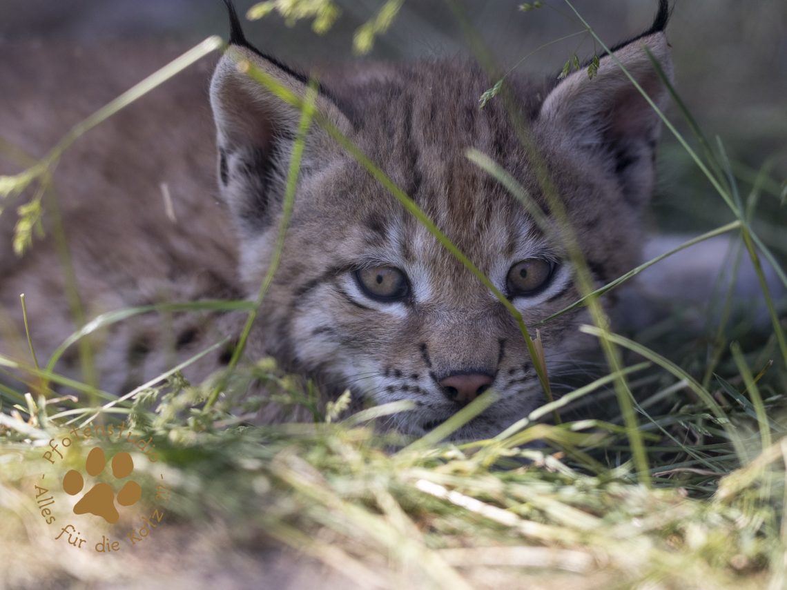 Europ_ischer_Luchs_6160445
