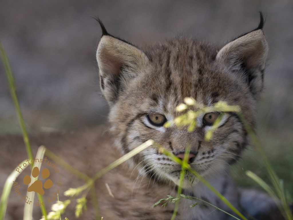 Europ_ischer_Luchs_6160455