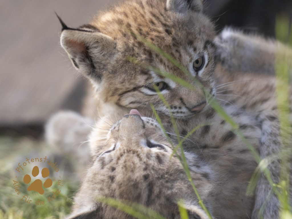 Europ_ischer_Luchs_6160491