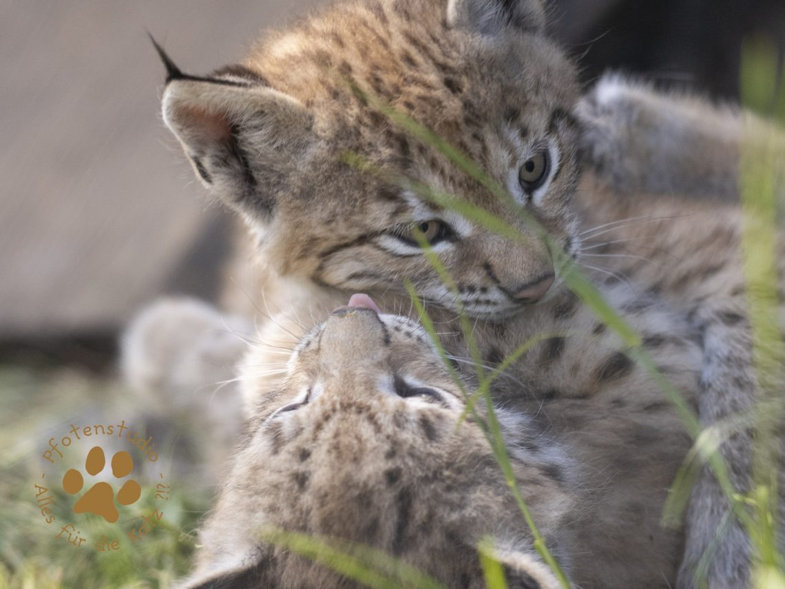 Europ_ischer_Luchs_6160491