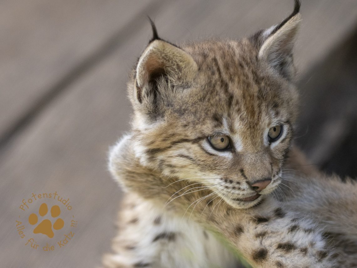 Europ_ischer_Luchs_6160507