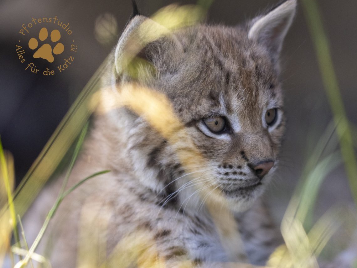 Europ_ischer_Luchs_6160537
