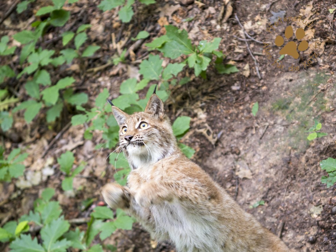 Europ_ischer_Luchs_6180197