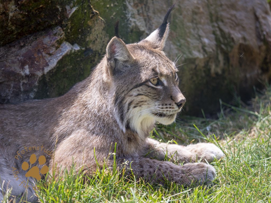 Europ_ischer_Luchs_6220031