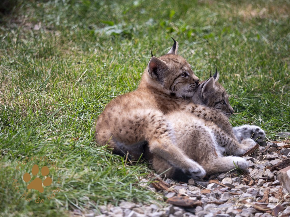 Europ_ischer_Luchs_6220036