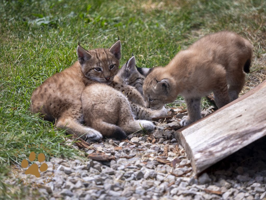 Europ_ischer_Luchs_6220041