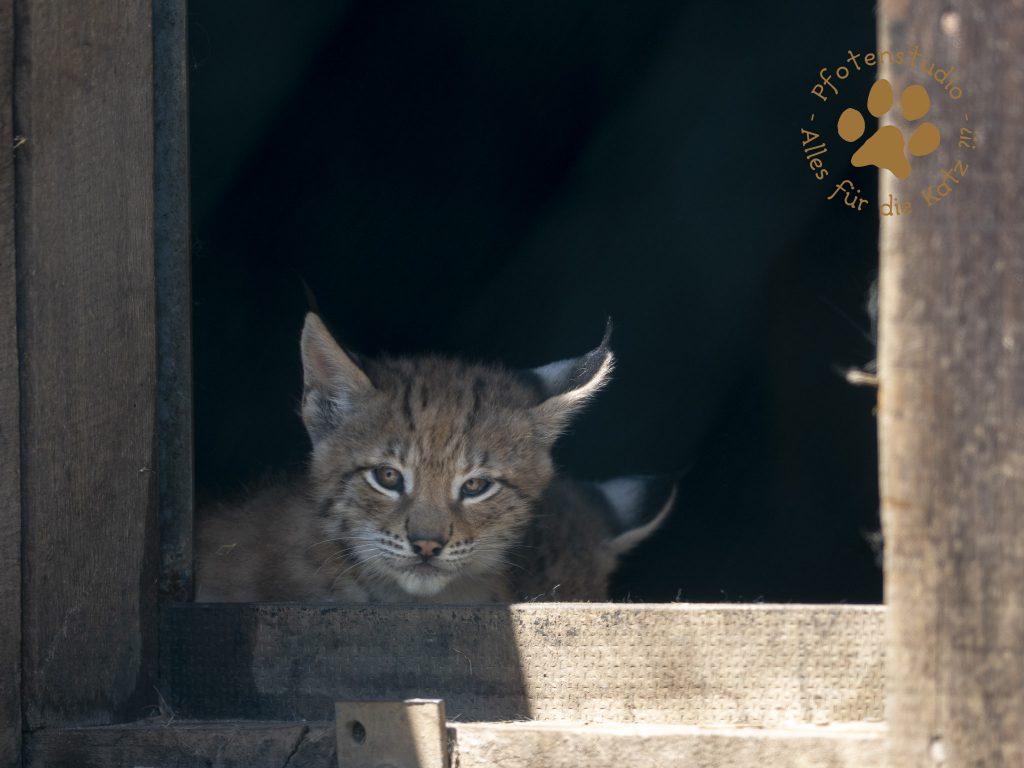 Europ_ischer_Luchs_6220082