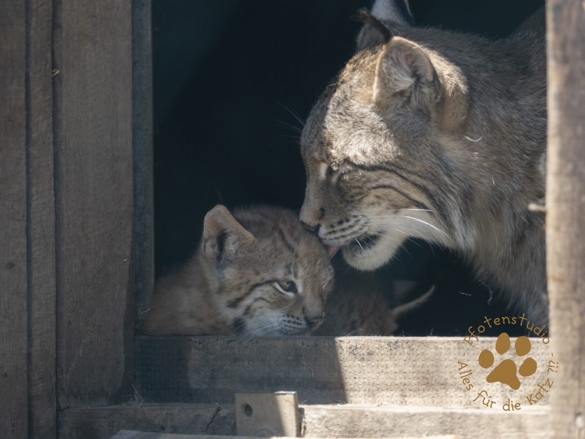 Europ_ischer_Luchs_6220084