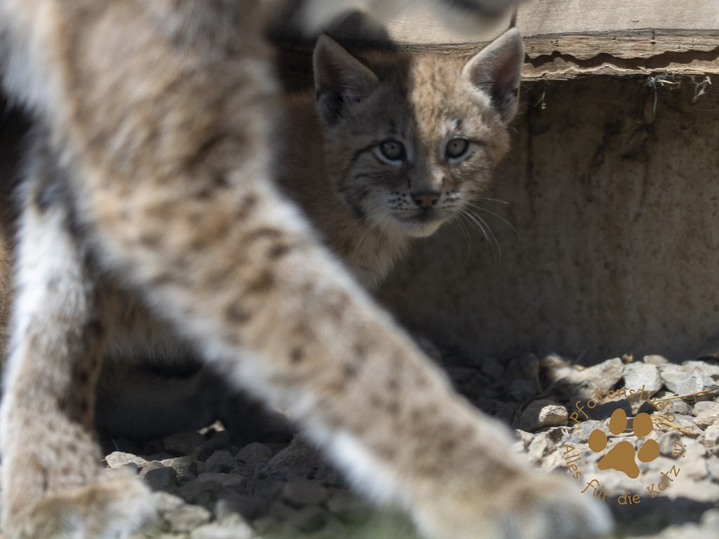 Europ_ischer_Luchs_6220093