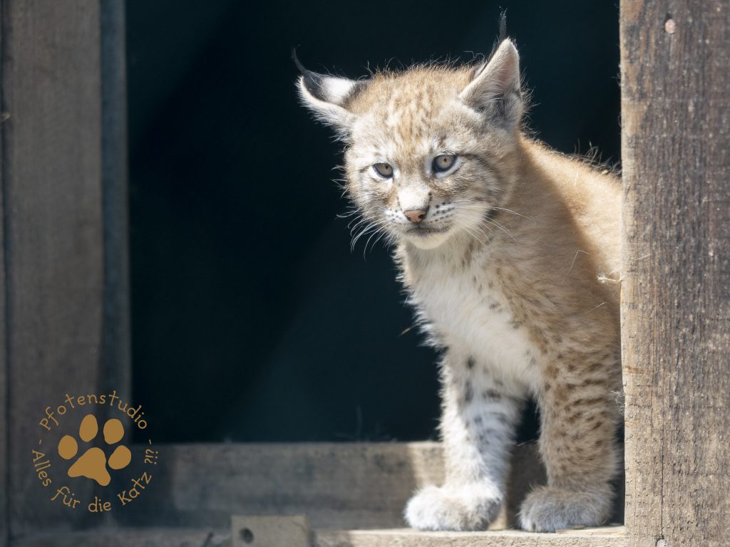 Europ_ischer_Luchs_6220104