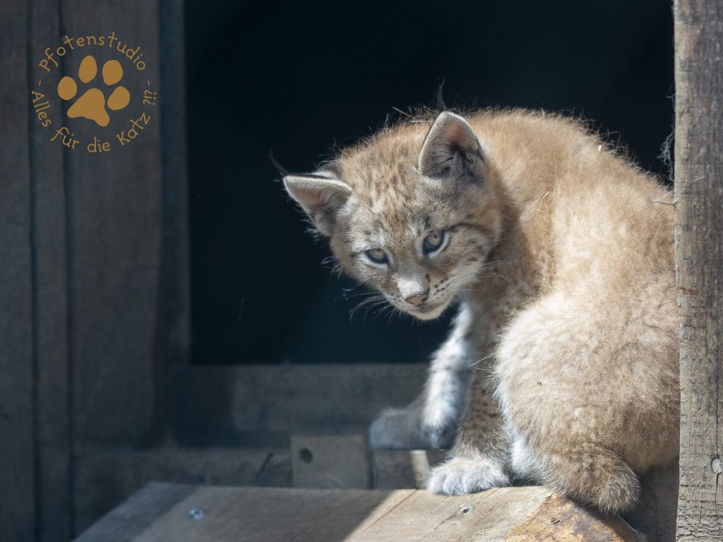 Europ_ischer_Luchs_6220118