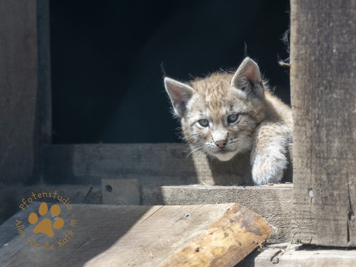 Europ_ischer_Luchs_6220122