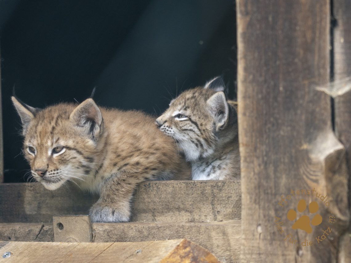 Europ_ischer_Luchs_6220146