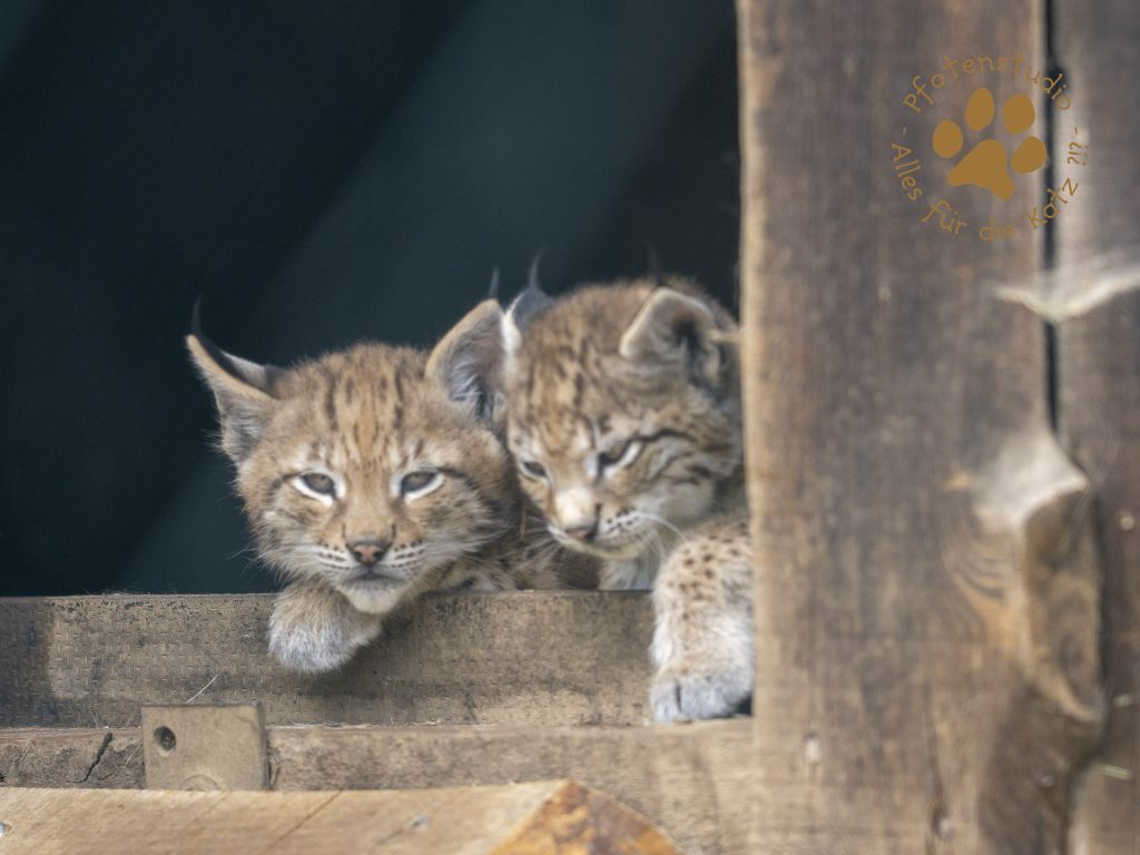 Europ_ischer_Luchs_6220152