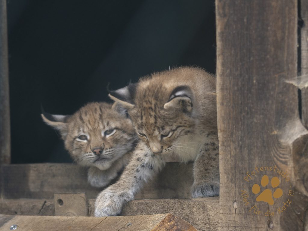 Europ_ischer_Luchs_6220154