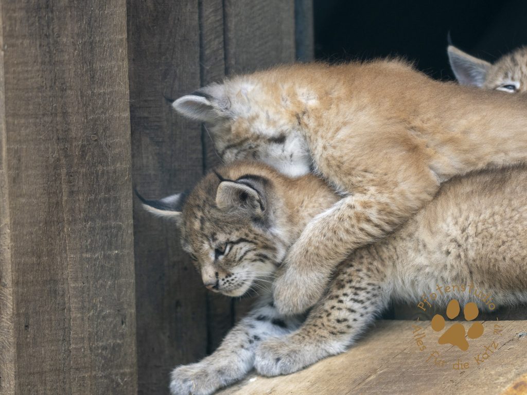 Europ_ischer_Luchs_6220162