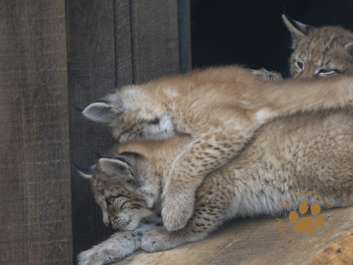 Europ_ischer_Luchs_6220163
