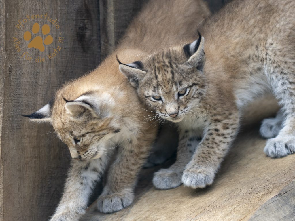 Europ_ischer_Luchs_6220168
