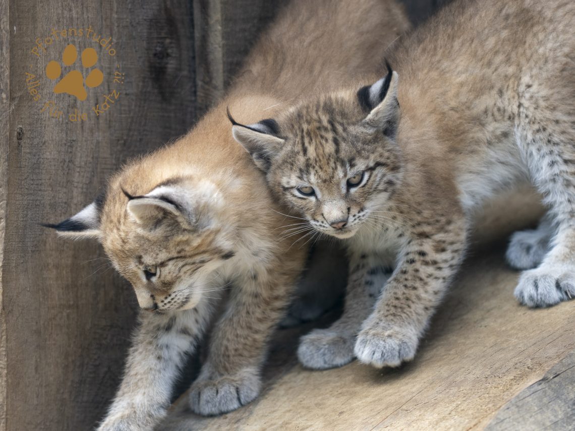 Europ_ischer_Luchs_6220168