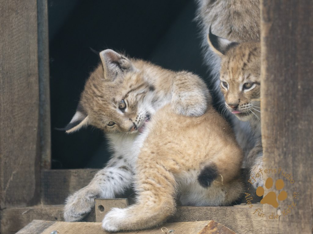 Europ_ischer_Luchs_6220174