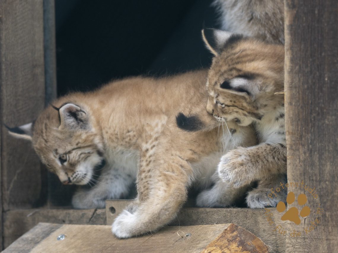 Europ_ischer_Luchs_6220177