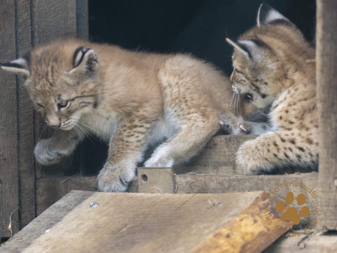 Europ_ischer_Luchs_6220180