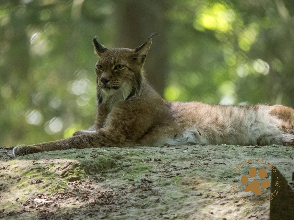 Europ_ischer_Luchs_6230009-2