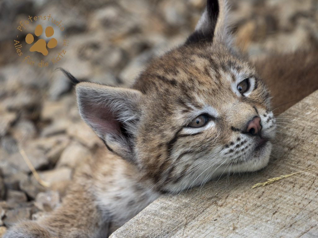 Europ_ischer_Luchs_6250053