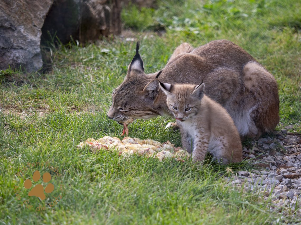 Europ_ischer_Luchs_6250080