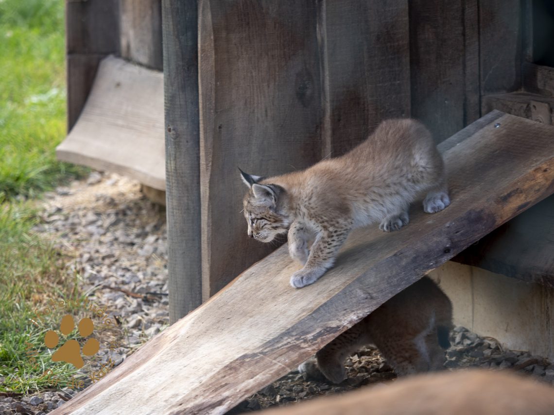 Europ_ischer_Luchs_6250085