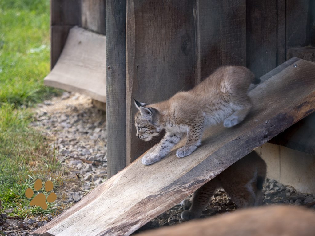 Europ_ischer_Luchs_6250087