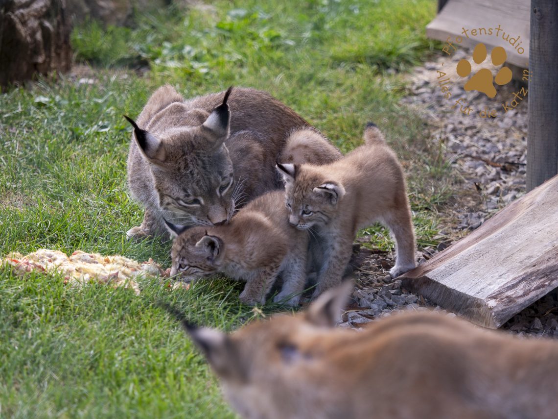Europ_ischer_Luchs_6250105
