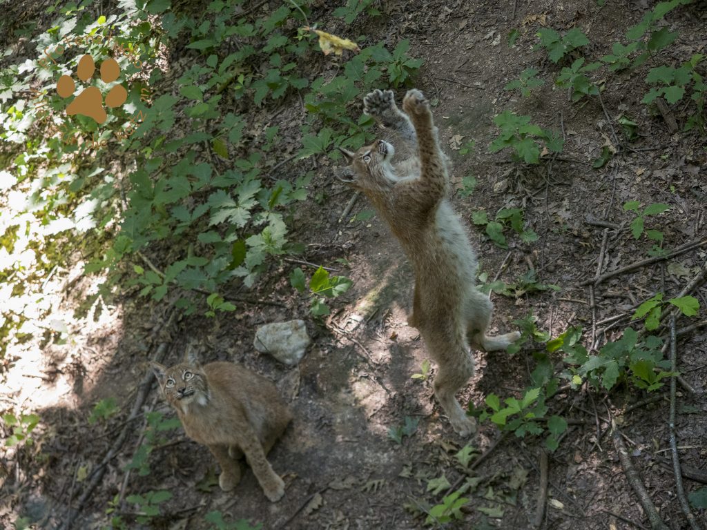 Europ_ischer_Luchs_6250126