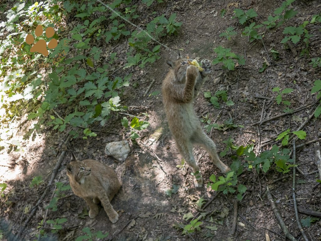Europ_ischer_Luchs_6250128