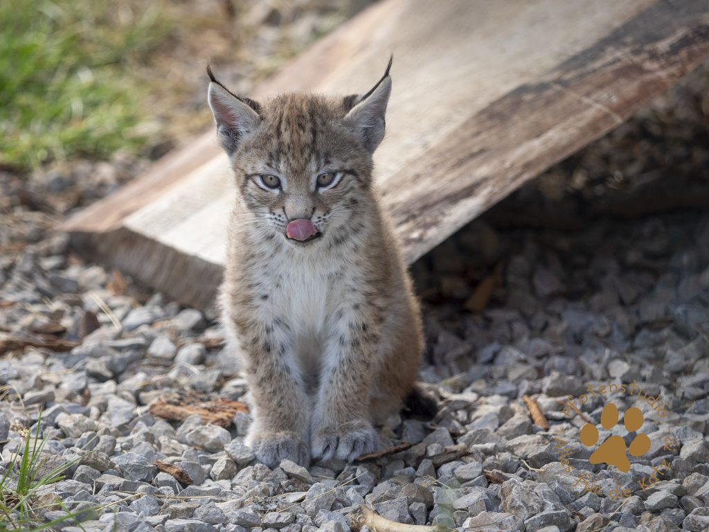 Europ_ischer_Luchs_6250133