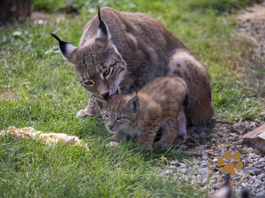 Europ_ischer_Luchs_6250172