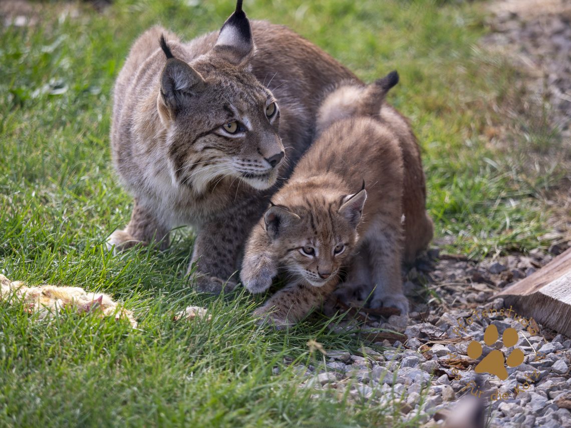 Europ_ischer_Luchs_6250176