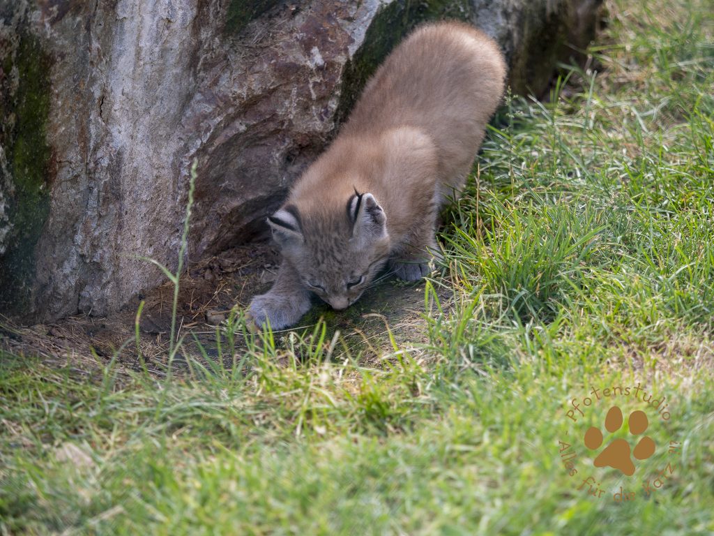 Europ_ischer_Luchs_6250197